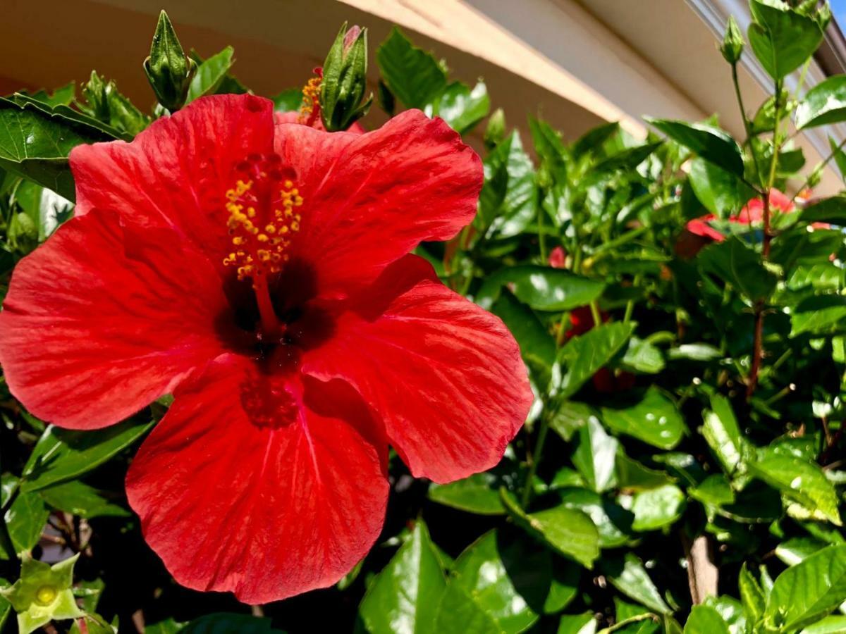 올비아 Casa Dolce Hibiscus 아파트 외부 사진